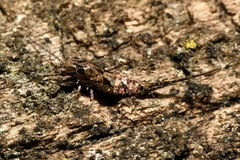 Lepismachilis notata