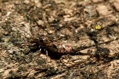 Lepismachilis notata