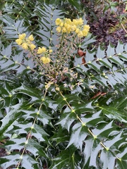 Berberis × hortensis