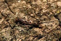 Lepismachilis notata