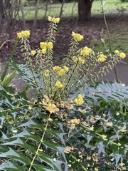Berberis × hortensis