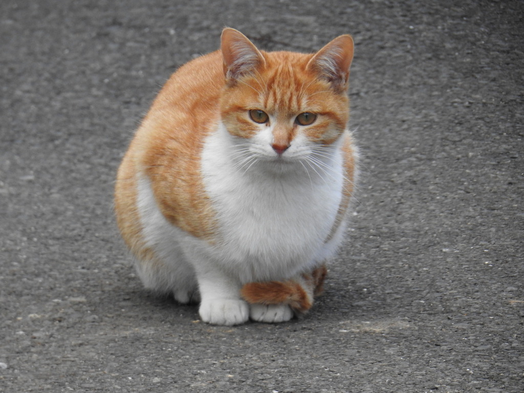 Domestic Cat from Kyuden, Setagaya City, Tokyo 157-0064, Japan on ...