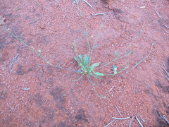 Goodenia occidentalis