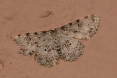 Scopula nigrinotata
