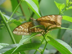 Adoliadini