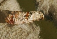 Neocochylis millierana