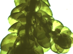 Frullania teneriffae