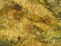 Lepidoblennius marmoratus