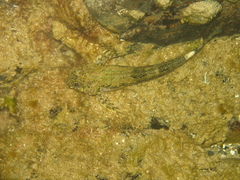 Lepidoblennius marmoratus