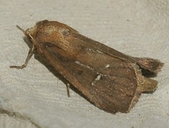 Lenisa geminipuncta