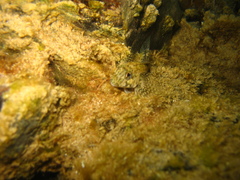 Lepidoblennius marmoratus