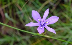 Moraea inclinata