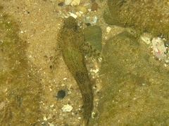 Lepidoblennius marmoratus