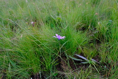 Moraea inclinata