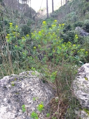Euphorbia bivonae