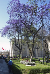 Jacaranda mimosifolia