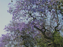 Jacaranda mimosifolia