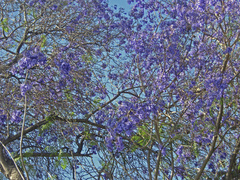 Jacaranda mimosifolia