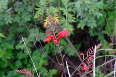 Crocosmia paniculata