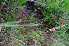 Crocosmia paniculata