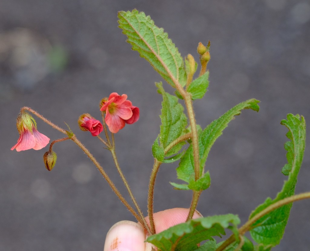 Hermannia woodii