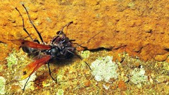 Xeropigo