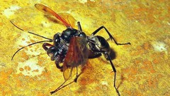 Xeropigo