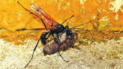 Xeropigo