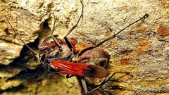 Xeropigo