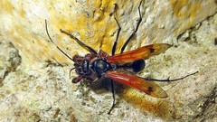 Xeropigo