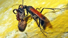 Xeropigo