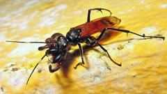 Xeropigo