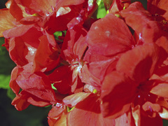 Pelargonium × hybridum