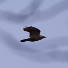 Corvus monedula