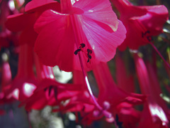 Cantua buxifolia