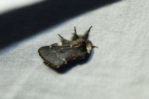 Poecilocampa populi populi