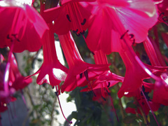 Cantua buxifolia