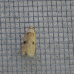 Agonopterix subpropinquella