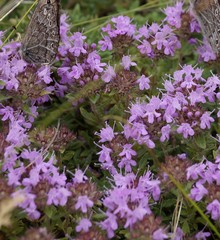 Thymus schischkinii