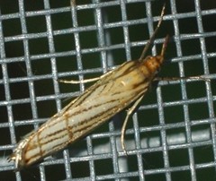 Chrysocrambus dentuellus