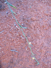 Goodenia occidentalis