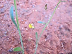 Goodenia occidentalis