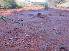 Goodenia occidentalis