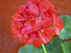 Pelargonium × hybridum