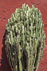 Euphorbia