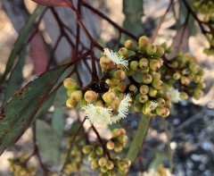 Eucalyptus behriana
