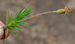 Fluminaria pinifolia