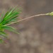 Pineleaf Mapdaisy - Photo (c) Nick Helme, some rights reserved (CC BY-SA), uploaded by Nick Helme