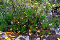 Fluminaria pinifolia