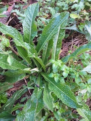 Helminthotheca aculeata